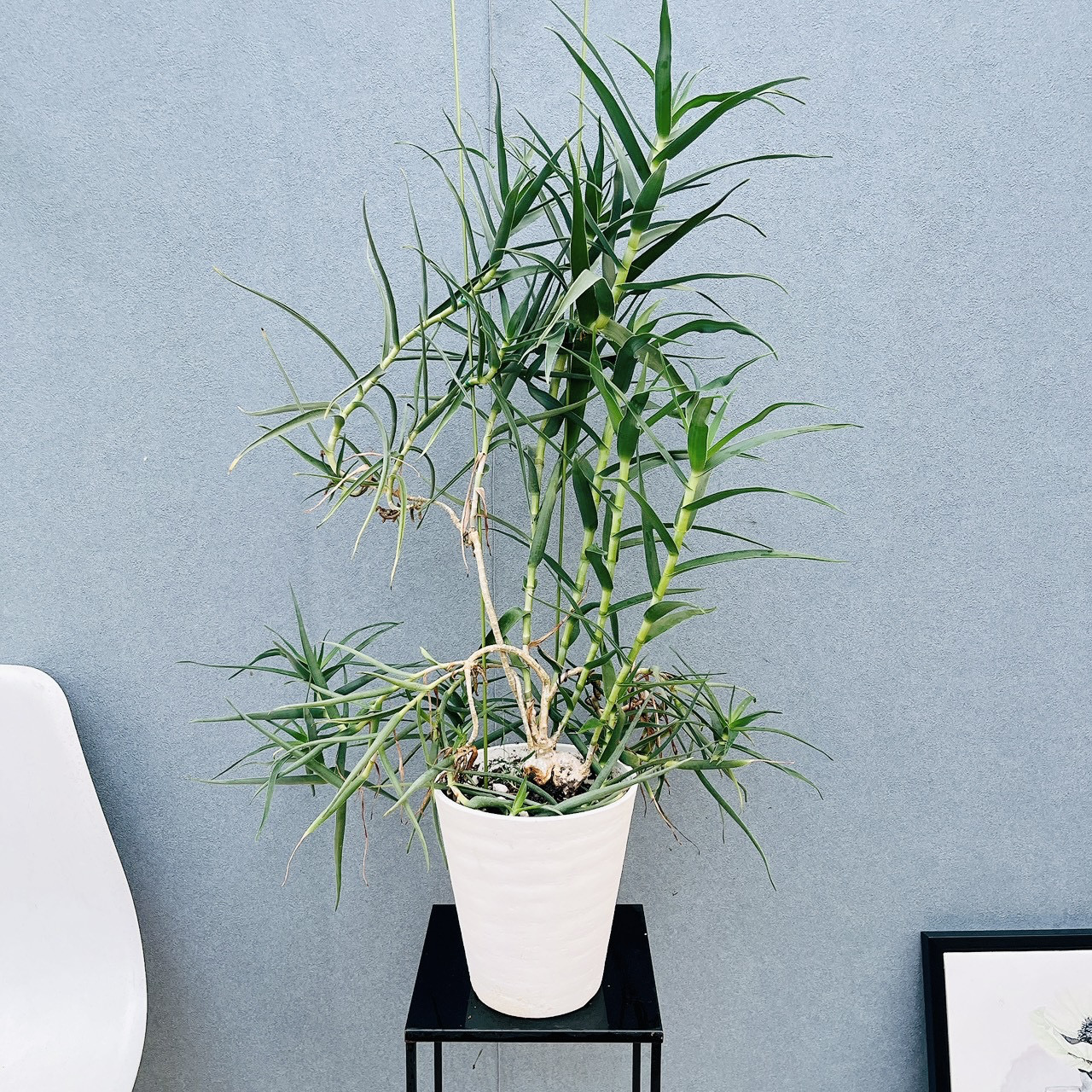 ［現品］【希少】☆数量限定☆  アロエ　テヌイオール　6号　青々錦　観葉植物　レア　おしゃれ　多肉植物