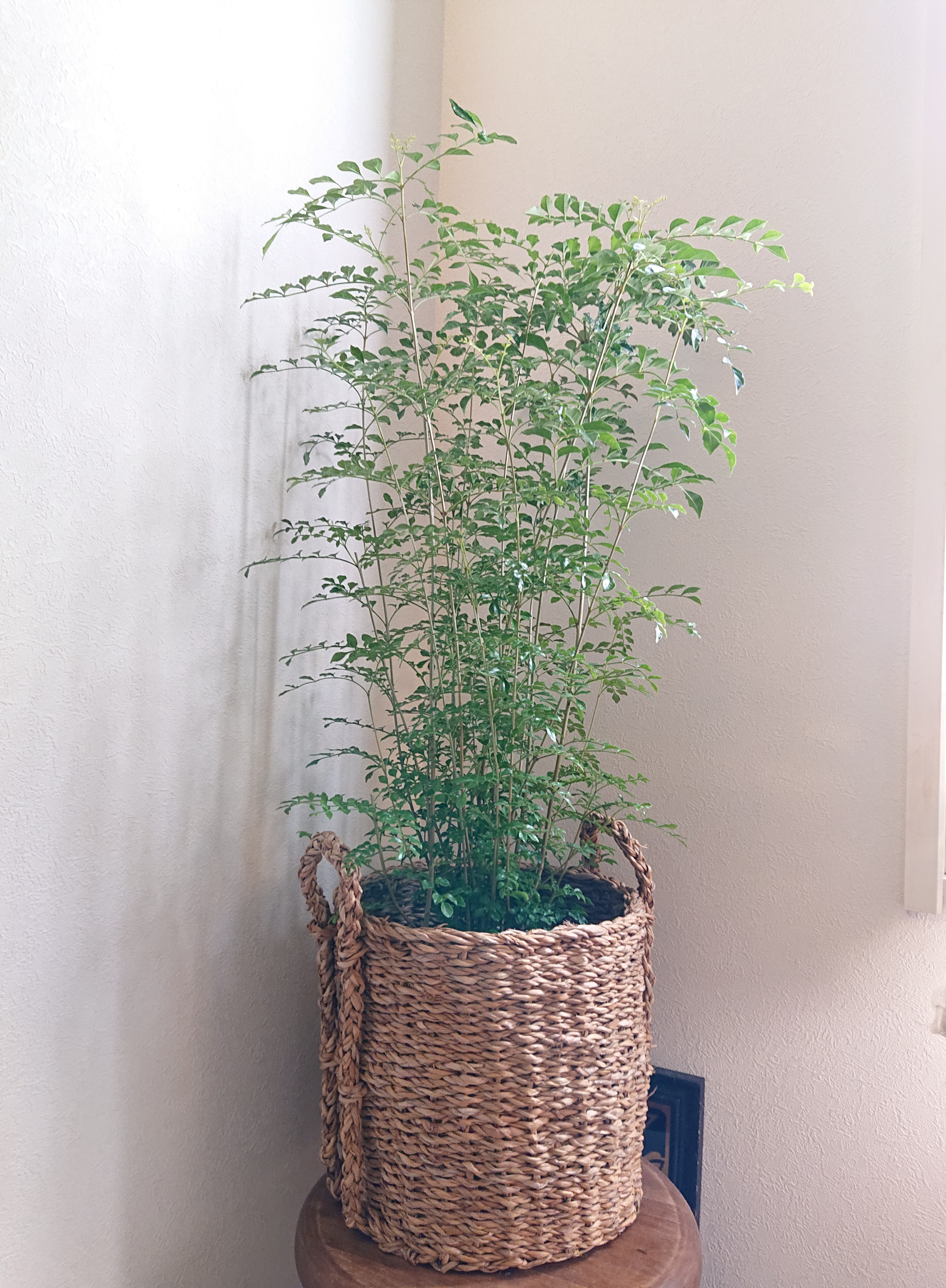 ●数量限定●新作●　※厳選樹形 　大きめ　”シマトネリコ　プランターバスケット鉢カバーセット"　観葉植物　おしゃれ