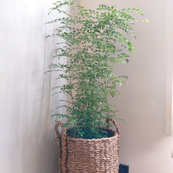 虹鱒 ニジマス レインボートラウト 釣り フィッシング 魚 湖 渓流 看板