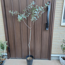 b93ef11b971e536b4afa21bcf09cbf