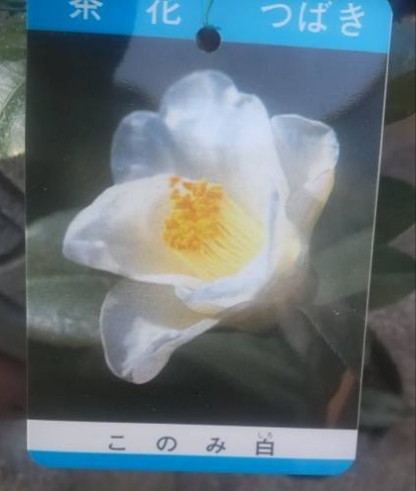 椿【このみ白】茶花  床や掛花に凛とした風格