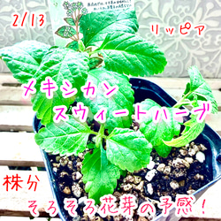 八重咲きローマン 苗 ダブルフラワーカモミール 3.号 元苗 カモミール