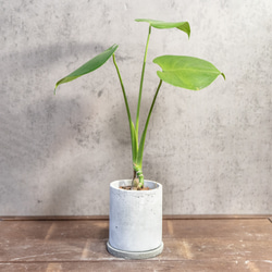 ≪ レア植物 ≫室内管理もオッケーなユーフォルビア・ブレビフォリアの