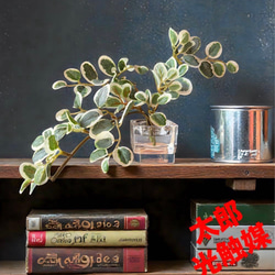 光触媒 人工観葉植物 ウォールグリーン フェイクグリーン モンステラ75