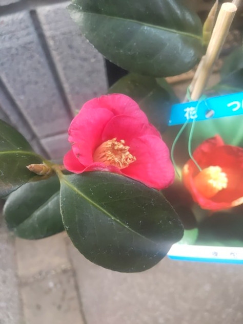 椿【小夜侘助】茶花