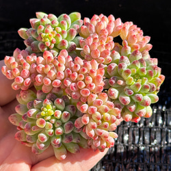 新入荷 多肉植物 エケベリア スノーピーチ 超美苗 レア種 多肉植物