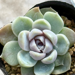 多肉植物抜き苗 のおすすめ人気通販 検索結果｜Creema(クリーマ
