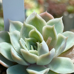紅葉もりもりセット＊3種類＊多肉植物＊抜き苗かポットごと＊アクレ