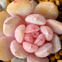 ティンカーベル錦(7-75)＊多肉植物＊抜き苗 多肉植物 ＊N＊ 通販