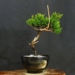 ☆ENGEI ichioki☆糸魚川真柏・小品盆栽・06☆丈夫で育てやすい人気