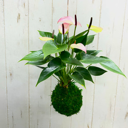 風にゆれるグリーン ミクロソリウム・カンガルーファン 吊り鉢〈5号