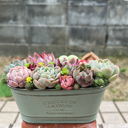 ☆送料無料☆♡そのまま飾れる♡リメイク缶バッグ型♬多肉植物寄せ植え