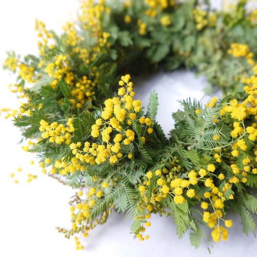 new!! ミモザアカシアのシンプルフレッシュリース【生花⇒ドライ】S/M