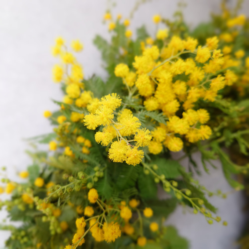 new!! ミモザアカシアのシンプルフレッシュリース【生花⇒ドライ】S/M