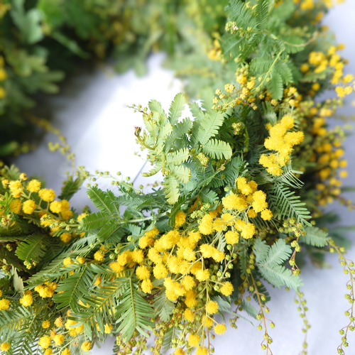 new!!感謝の花 ミモザアカシアのシンプルフレッシュリース【生花