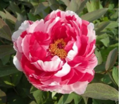 牡丹【島錦・しまにしき】咲き分けが美しいボタンの代表花 ラスト苗です