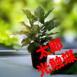 光触媒 人工観葉植物 ウォールグリーン フェイクグリーン ウッド