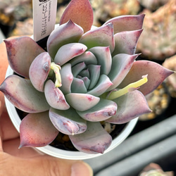 レア品種！【現品】 ☆ザラゴーサSPノバ 多肉植物 自家繁殖 国産 多肉