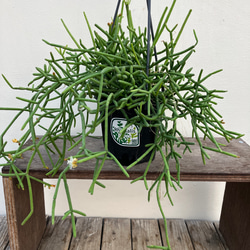 アップルグリーン＊ディスキディア＊吊り鉢＊観葉植物＊ アート