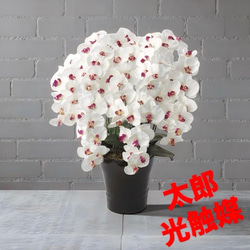 光触媒 人工観葉植物 ウォールグリーン フェイクグリーン フラワー