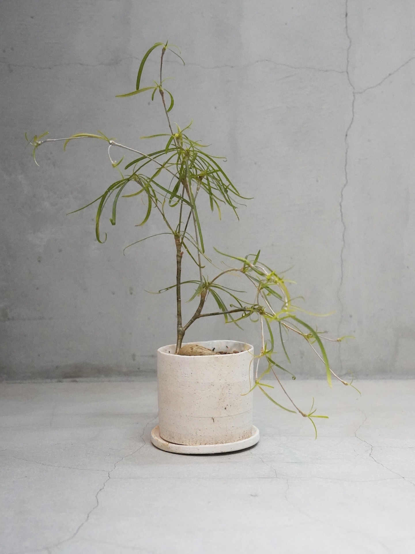 ユーフォルビア・ベティオトイデス