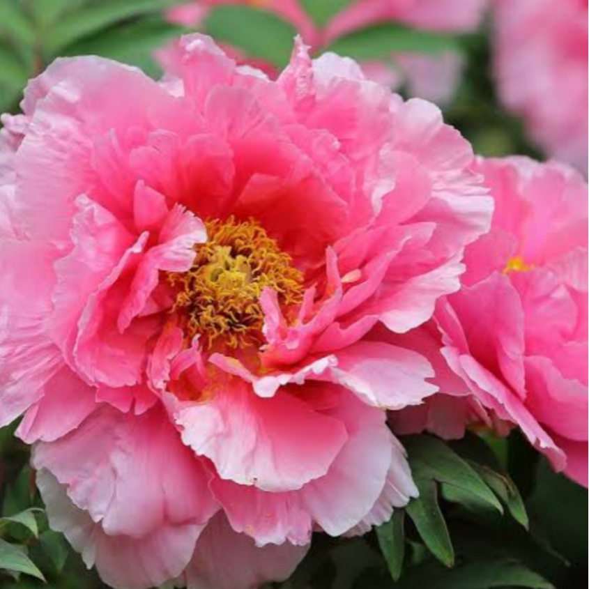 牡丹【華扇・はなせん】鮮やかな桃色で花弁の重なりが美しい優雅な品種