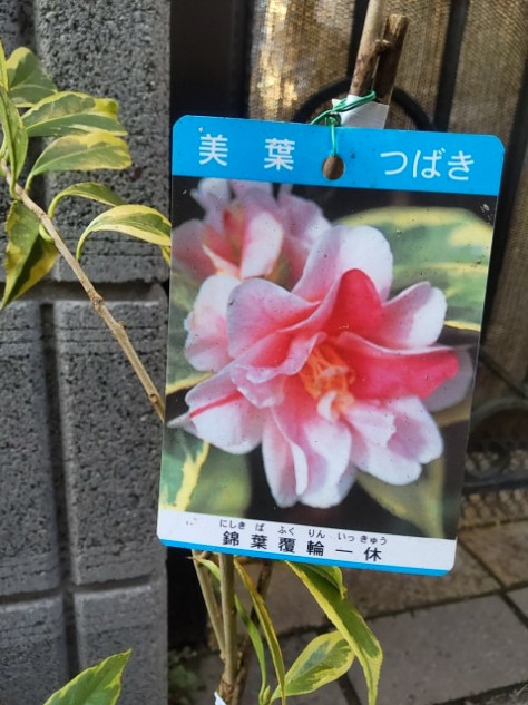 椿【錦葉覆輪一休】美しい覆輪葉は花のない季節も庭を美しく彩ってくれます