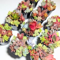 このまま飾れる】多肉植物 セダム 虹の玉 ミニミニ寄せ植えセット