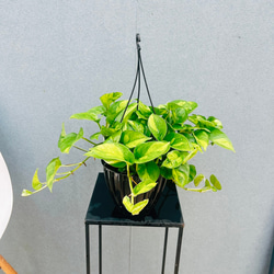 現品］【希少】アマゾンオリーブ 観葉植物 レア 大型 室内 珍しい プラ