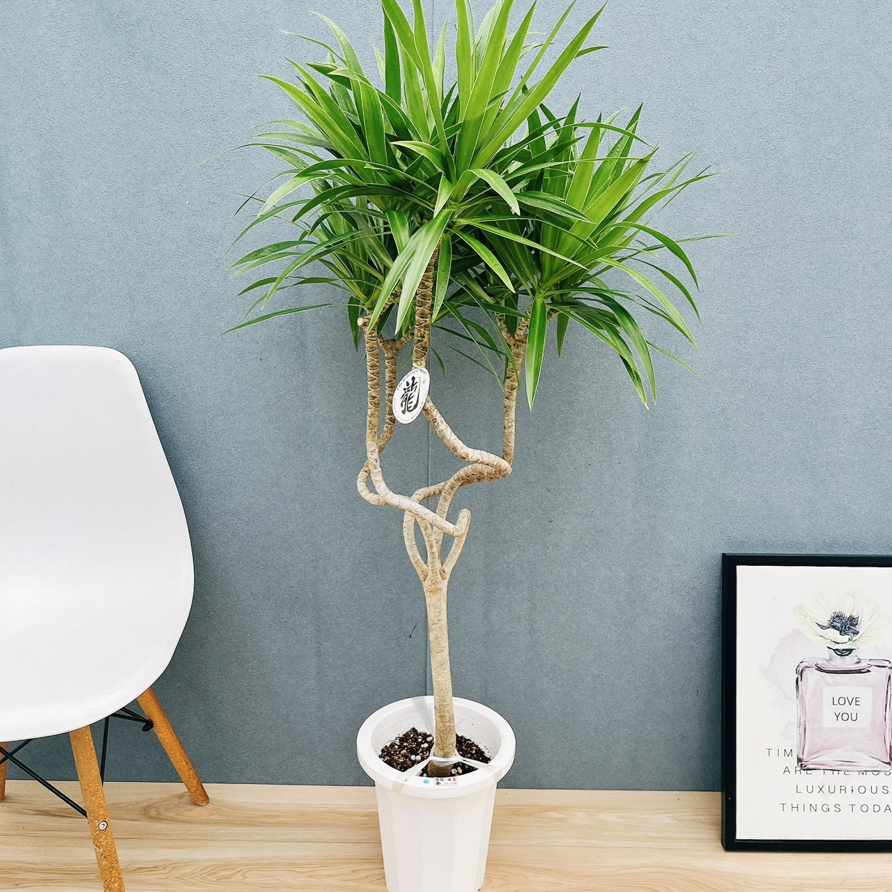 ［現品］【希少】☆数量限定☆  80番　ドラセナ　ナビー　龍　8号　観葉植物　大型　室内　おしゃれ　レア　幸福の木
