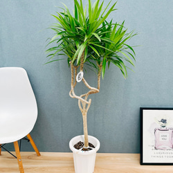 現品］1番 トックリラン 8号 ポニーテール ノリナ 観葉植物 室内 大型