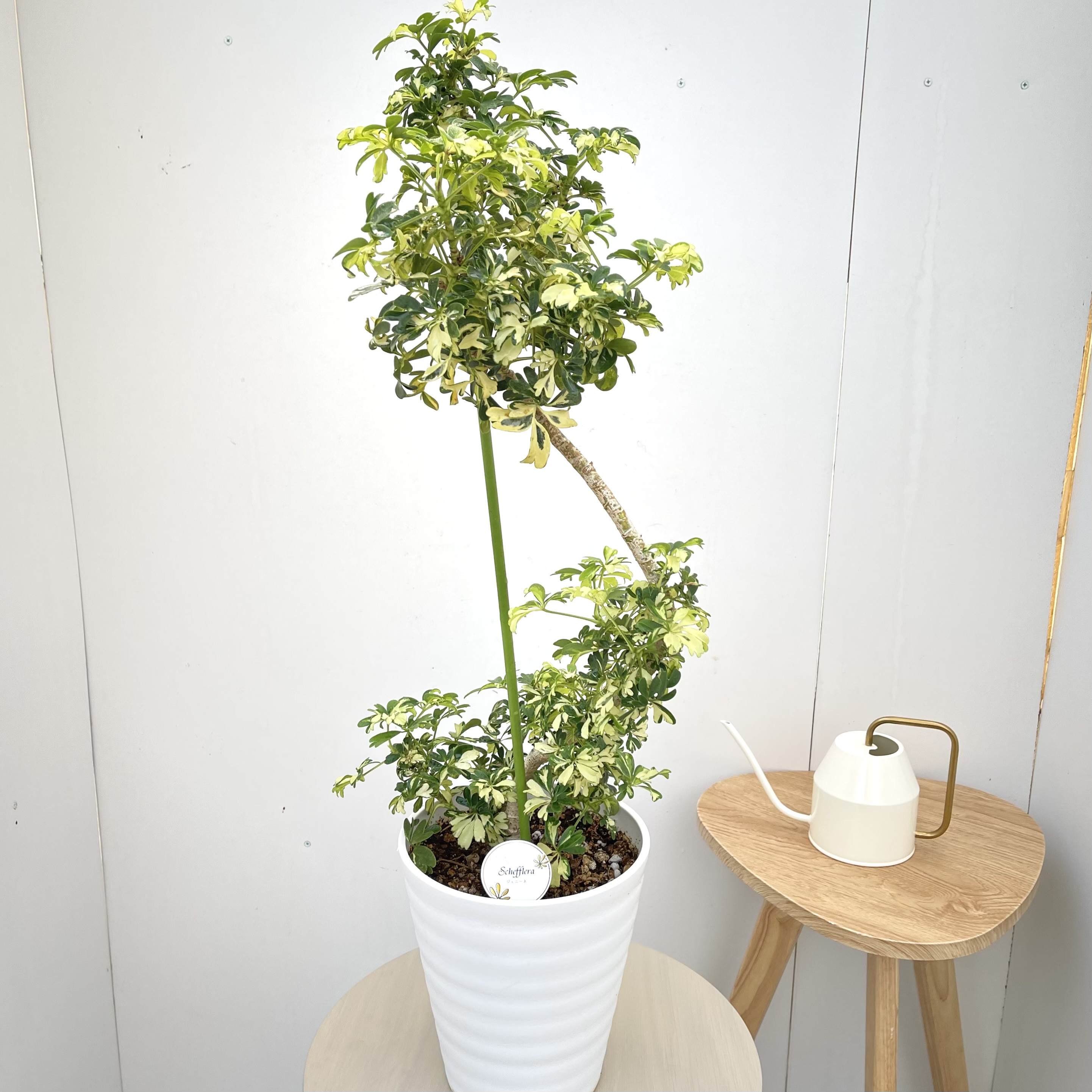 シェフレラ　ジェニーネ　1【現品】☆希少☆ 観葉植物　室内　斑入り