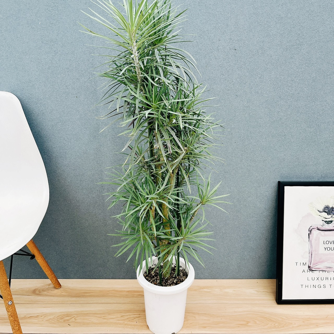 ［現品］☆初入荷☆  86番　セネシオ　クレイニア　モンキーツリー 7号　観葉植物　レア　多肉植物　キク科