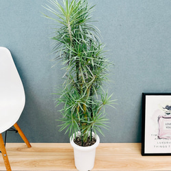 現品］【希少】2番 キンカン ソテツ 斑入り 9号 金環 蘇轍 観葉植物