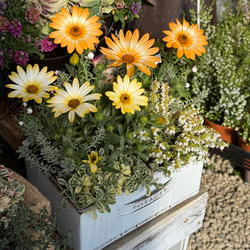 激レア】グレビレア ハニーワンダー 希少 オージープランツ 常緑低木