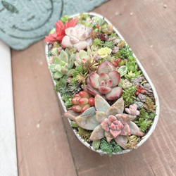 多肉植物寄せ植え そのまま飾れます 多肉植物 はなちかちゃん 通販