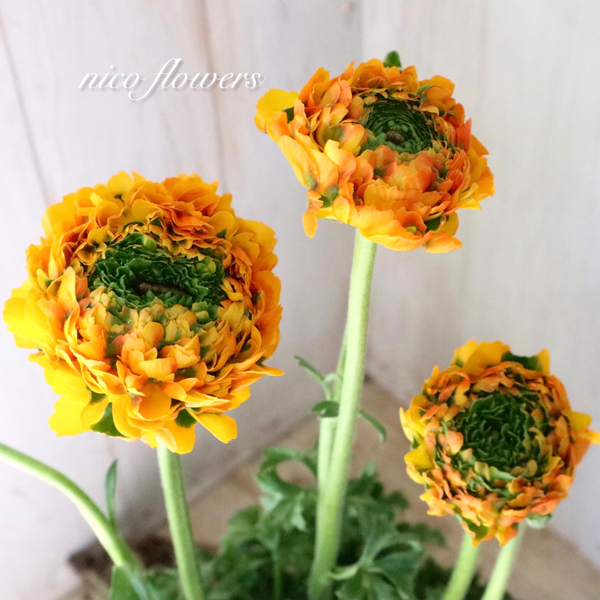 超大輪♡ポンポンシリーズ♡メルリーノ♡ラナンキュラス♡