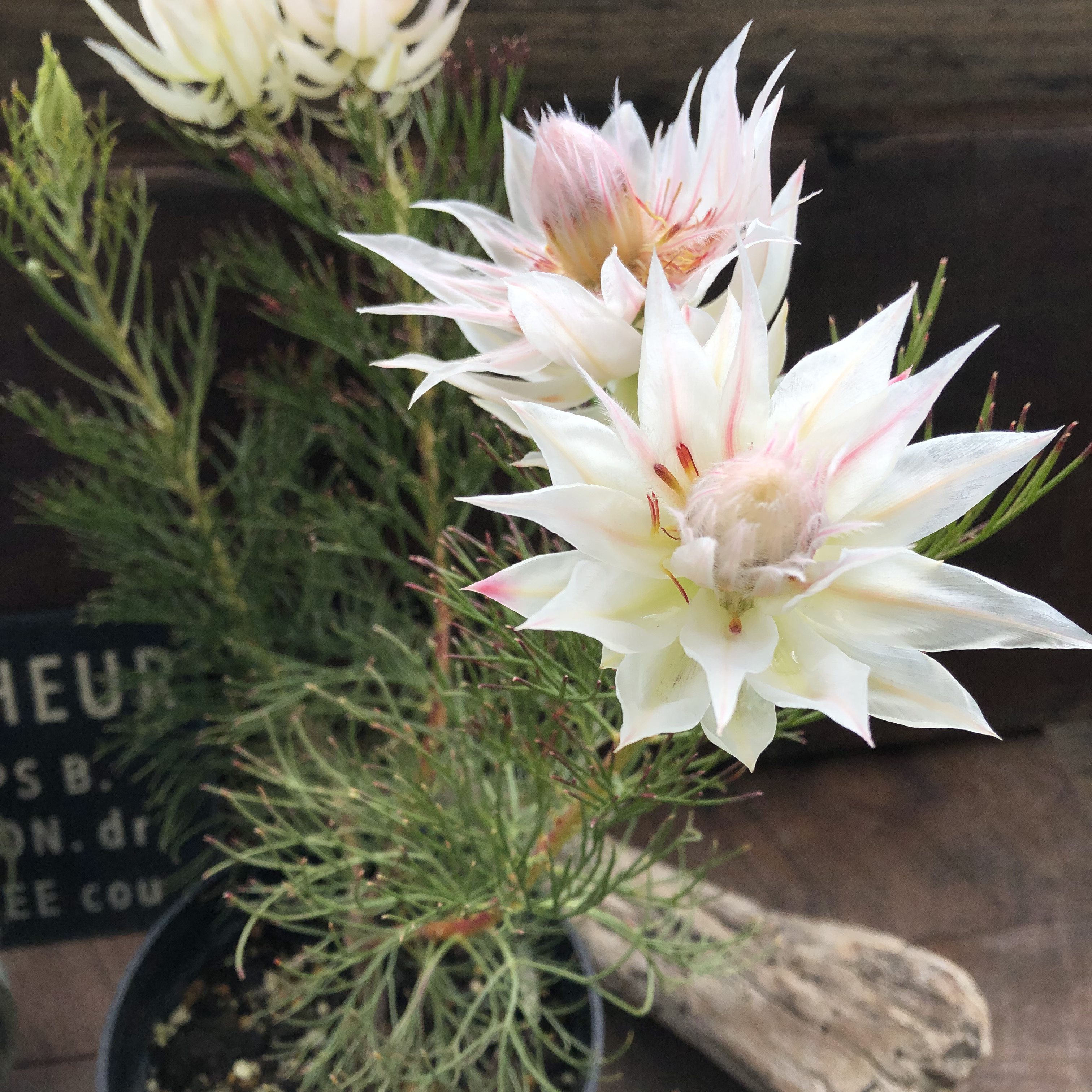 ブラッシングブライト♡セルリア♡大苗♡ガーデニング