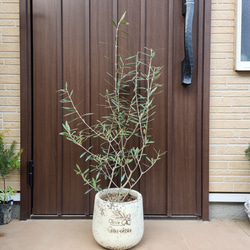 大きめ♪オリーブの木 エルグレコ 大型お洒落テラコッタ鉢植え 苗