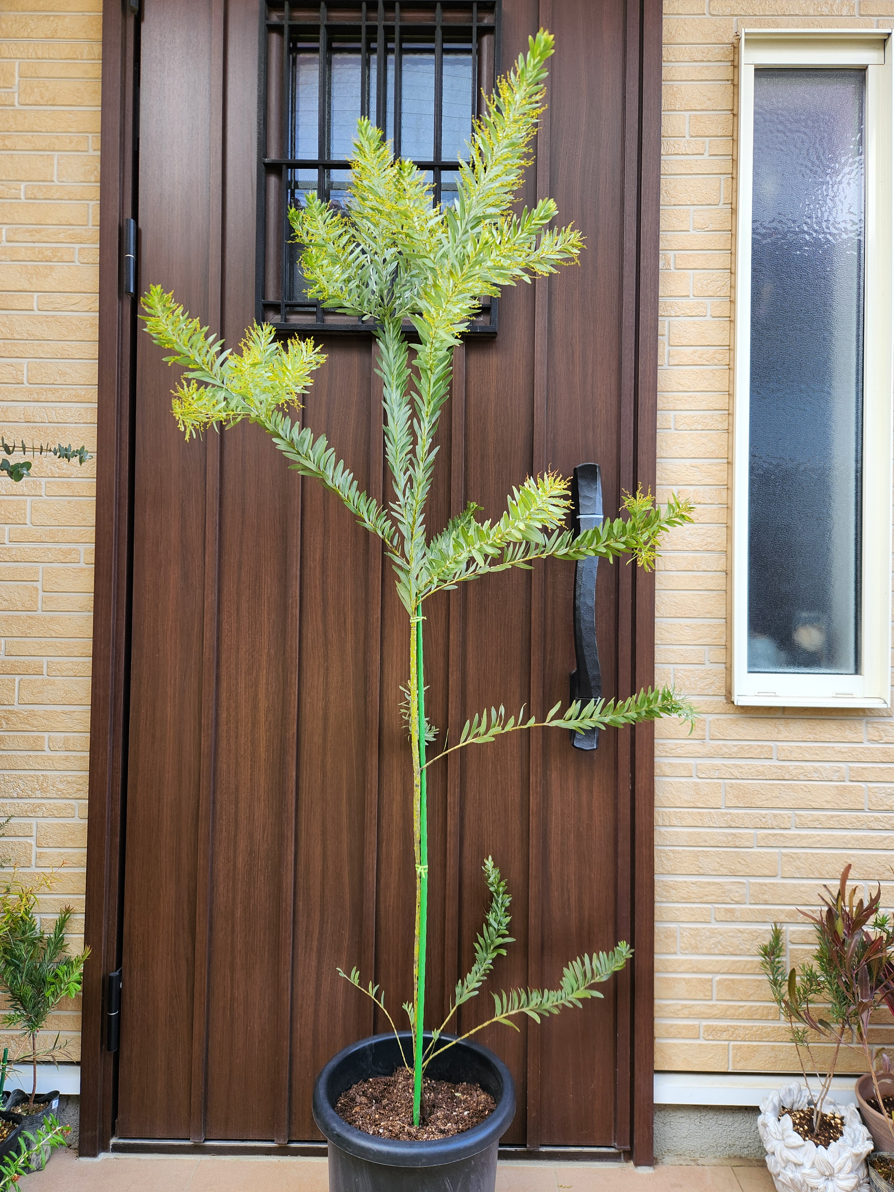 ボリューム大苗　アカシア　ブルーブッシュ　ポット鉢植え　苗　苗木　ミモザ　シンボルツリー