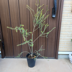 大きめ♪オリーブの木 エルグレコ 大型お洒落テラコッタ鉢植え 苗