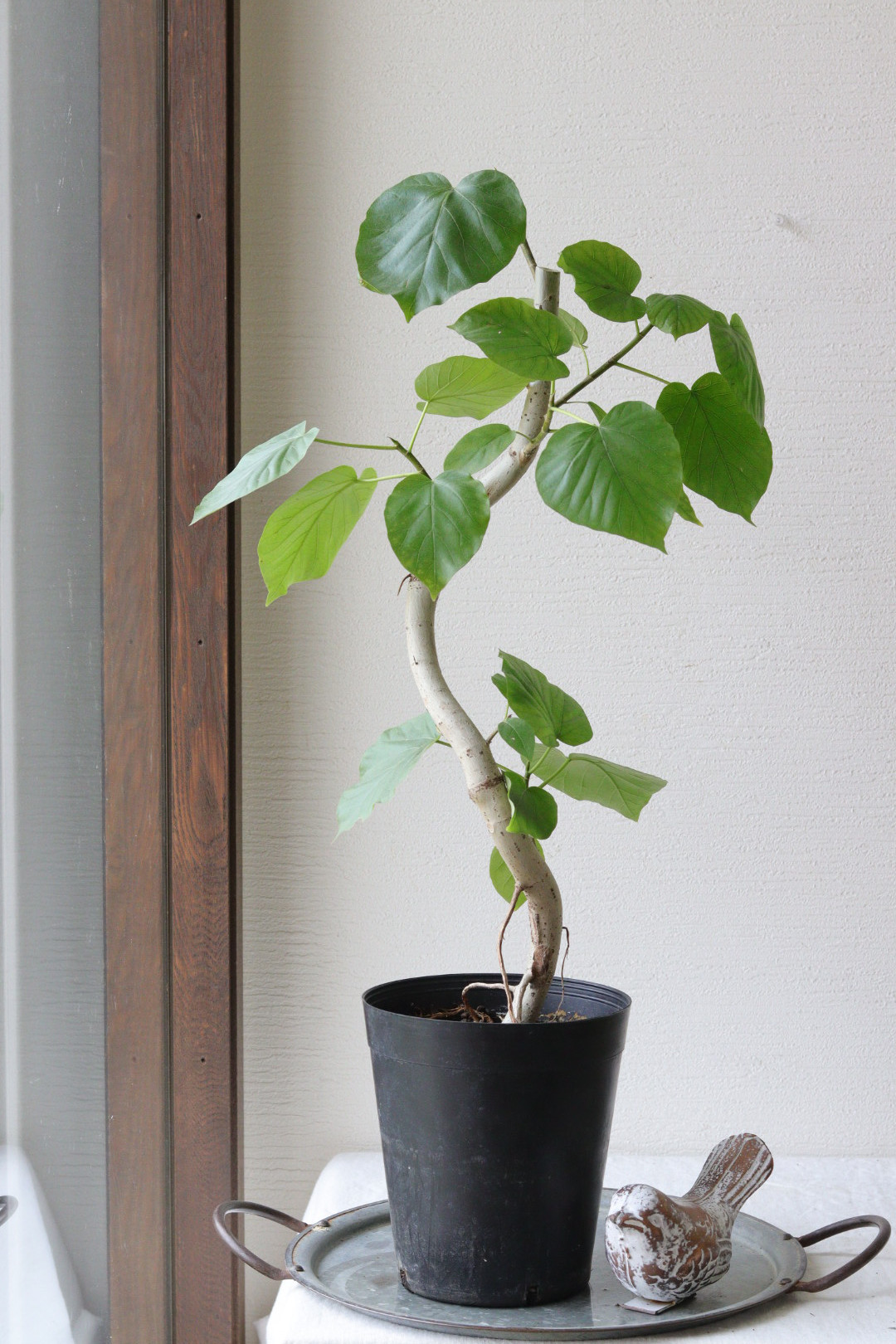 大人気のグリーン❤︎曲がりウンベラータ