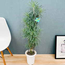 現品］大株！ フィロデンドロン トータム 10号 観葉植物 室内 大型