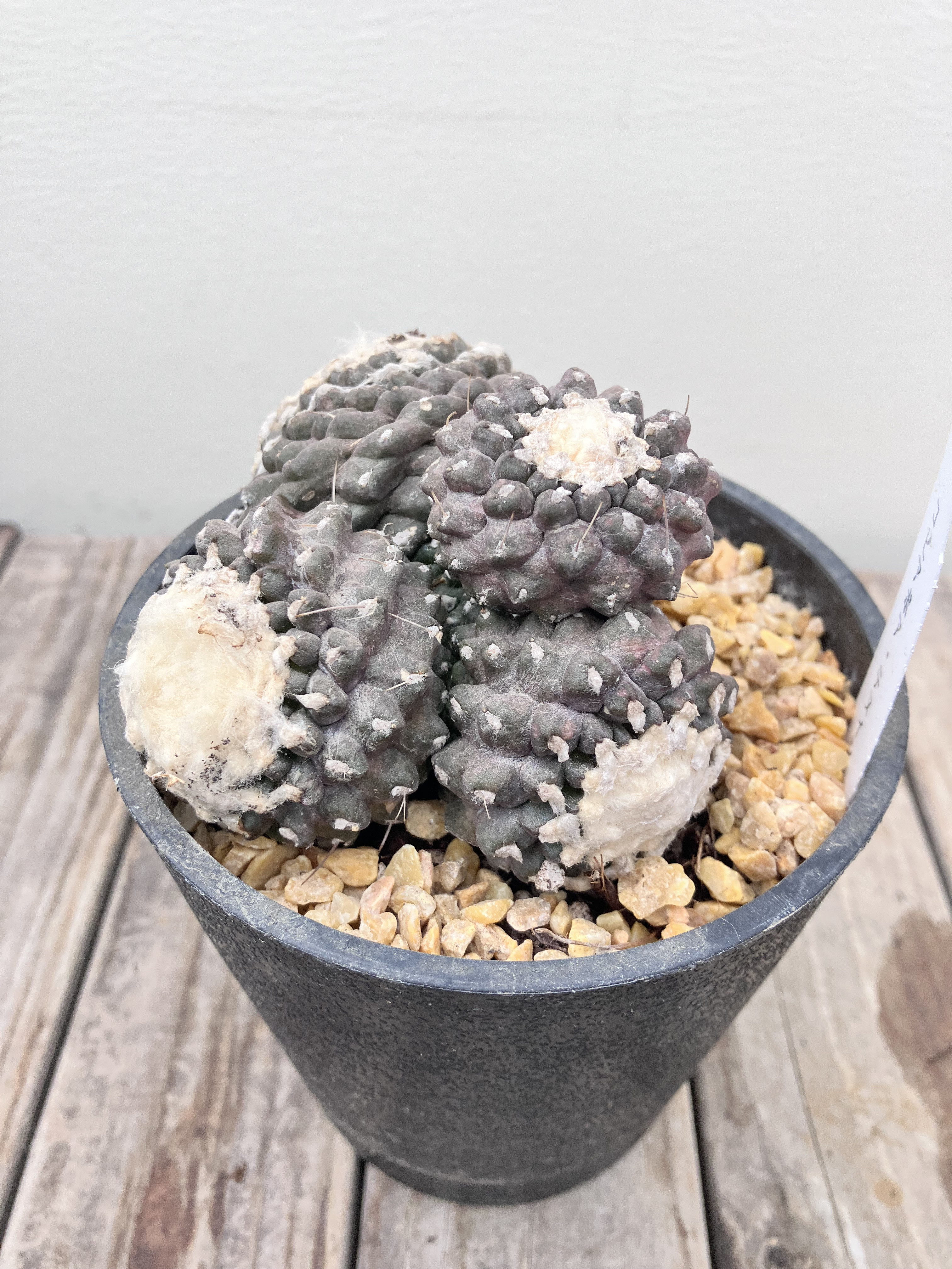 コピアポア＊テヌイシマ＊サボテン＊希少種＊