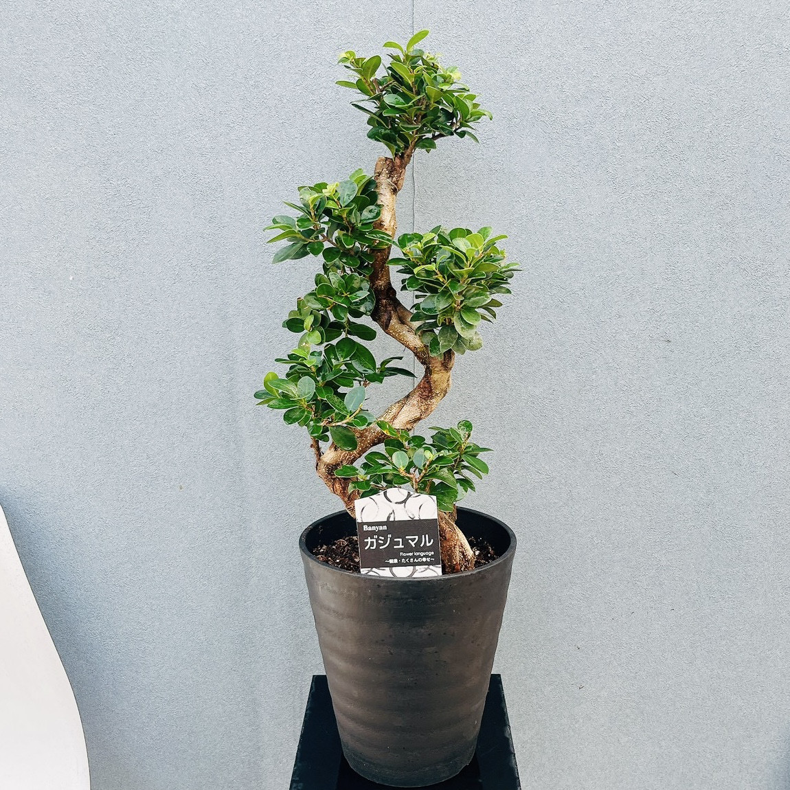 ［現品］【希少】28番　ガジュマル　曲がり　接木　8号　観葉植物　室内　レア　ゴムの木　フィカス　多幸の木　かっこいい