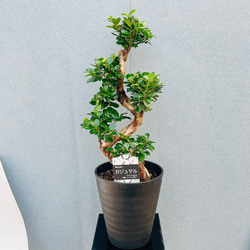 現品］30番 フィカス アルテシマ 曲がり 8号 観葉植物 室内 大型 ゴム