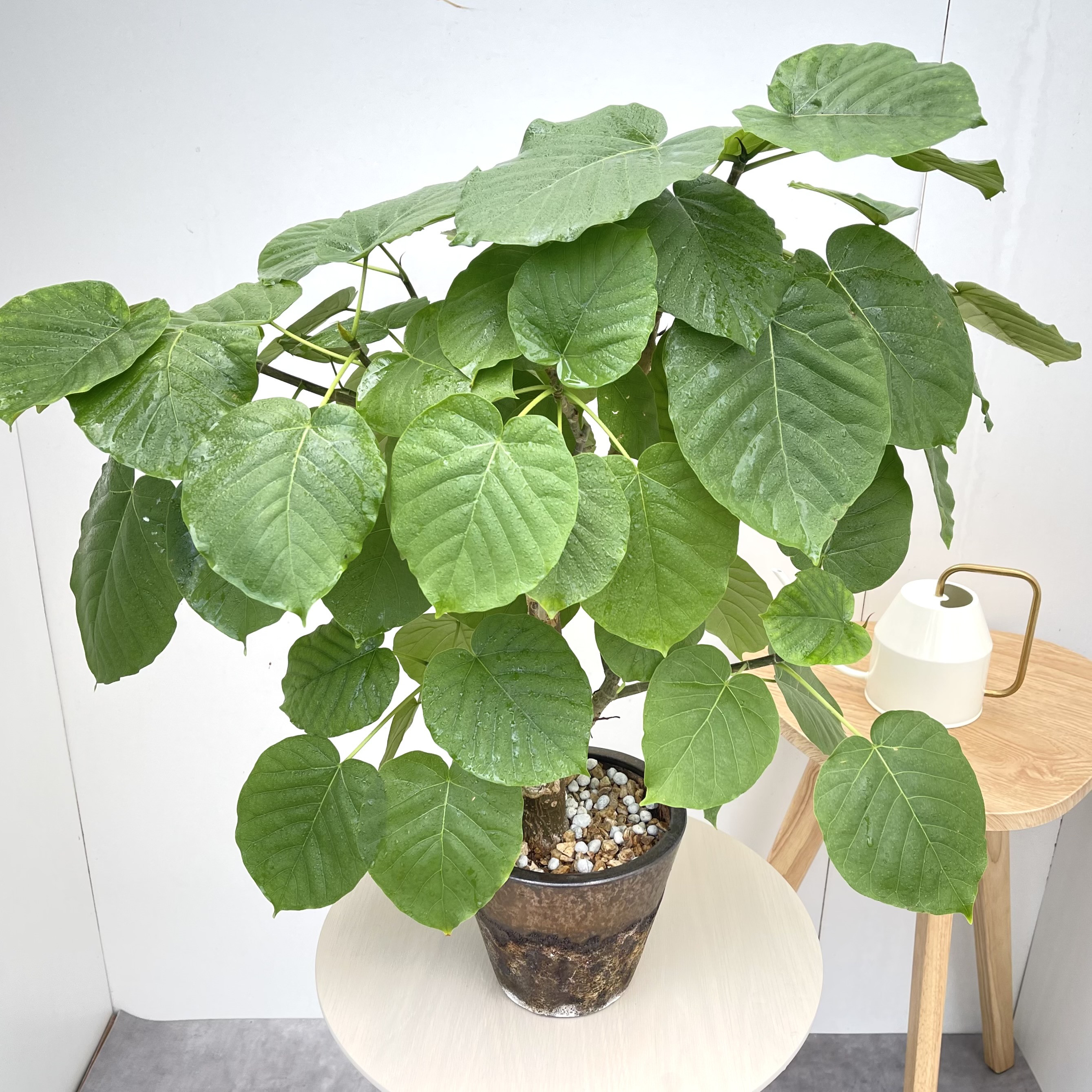 フィカス　ウンベラータ　陶器鉢【現品】観葉植物　室内　6号