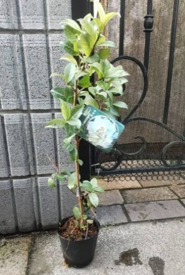 山茶花【想婦恋・そうふれん】葉っぱに微妙なグラデーションがある  約70cm