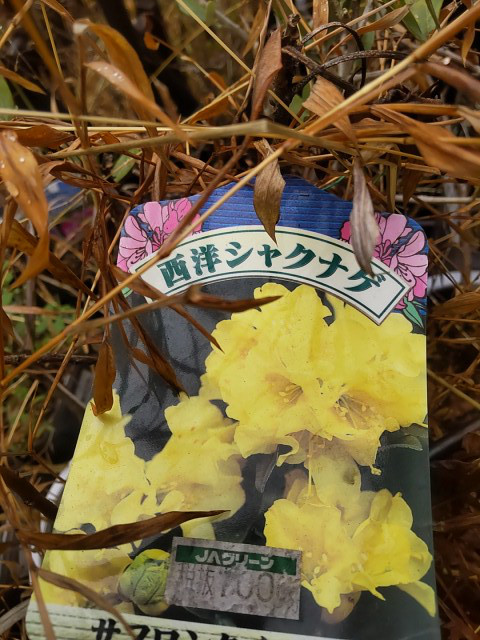 西洋シャクナゲ【サフロンクイーン】濃いイエローに惹かれます