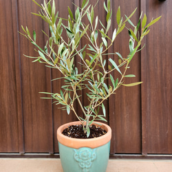 オリーブの木 エルグレコ ホワイト石膏鉢植え シンボルツリーに♪ 苗